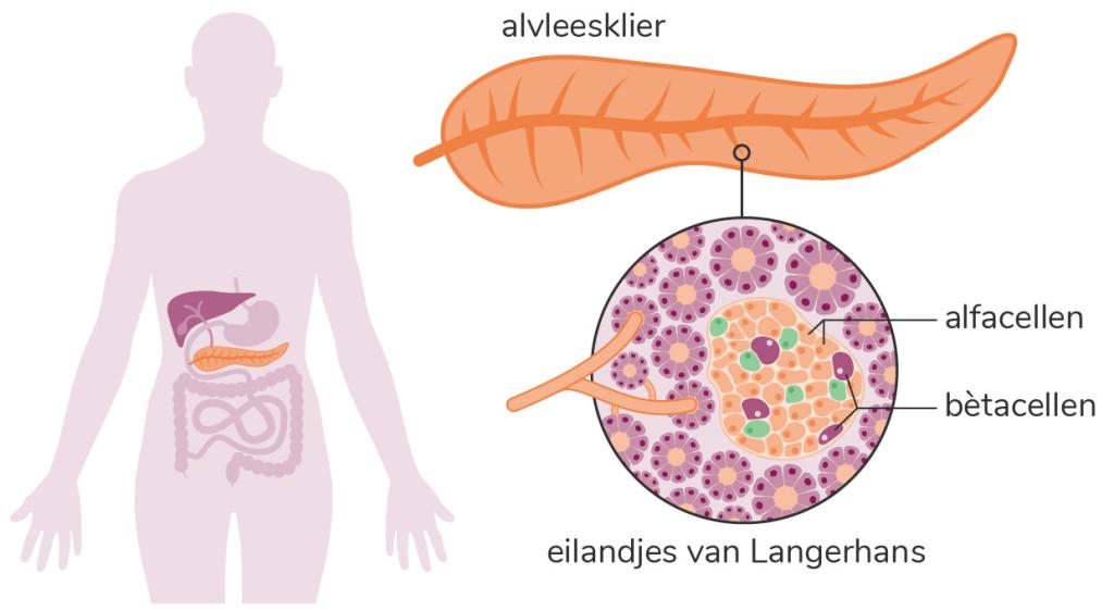 De alvleesklier (pancreas) is een orgaan in de buurt van de maag. De alvleesklier maakt onder andere insuline aan.