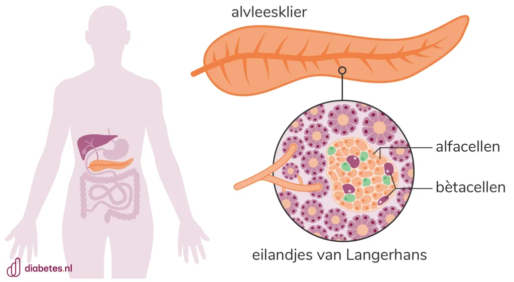 Tekening van een alvleesklier en waar hij zit in je lichaam